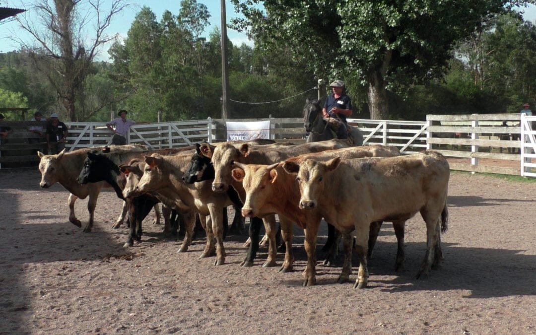 Agilidad, firmeza y muy buenos valores en el “Campanero” Minas – Carlos