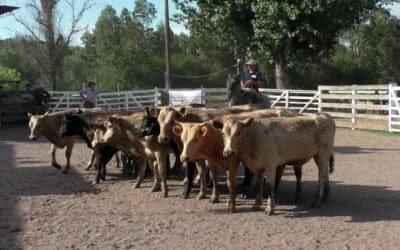 Agilidad, firmeza y muy buenos valores en el “Campanero” Minas – Carlos