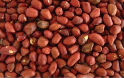 El maní, un rubro menor en Uruguay, tiene fuerte crecimiento en las exportaciones paraguayas.