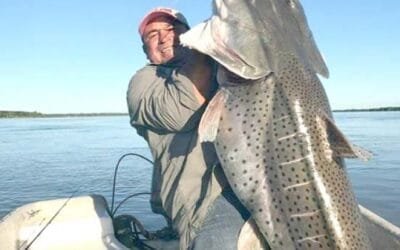 Son 265 surubíes pintados en el río Uruguay