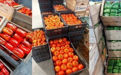 Se incrementa la oferta de hortalizas de fruto.