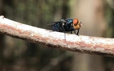 Moscas para combatir la “bichera” llegarán a Uruguay en el primer semestre de 2024