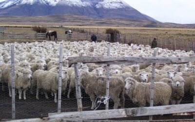 Preocupación entre ganaderos argentinos de Santa Cruz por la alta mortalidad en ovinos
