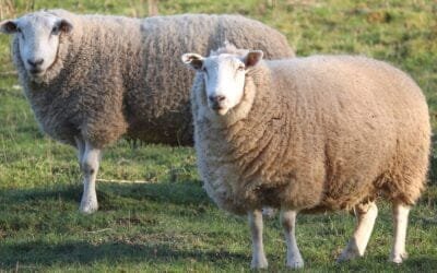 “Los problemas del ovino están de la portera hacia afuera”