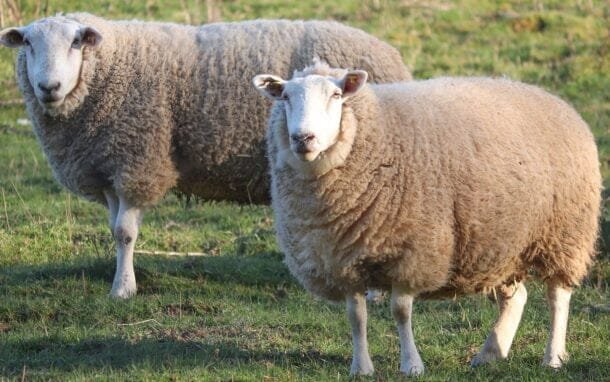 Las exportaciones ovinas en 2026 llegan a 843 toneladas de carne.