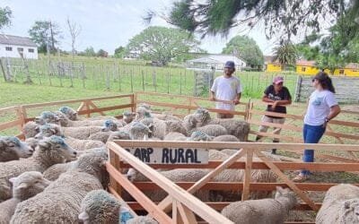 Detalles del mercado local de lanas.