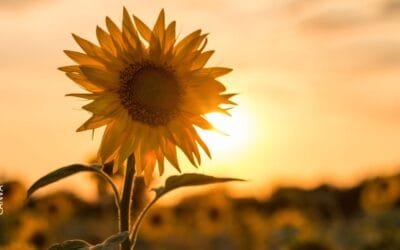 Uruguay, “importante comprador” de productos del girasol argentino