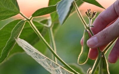 Algunos mitos de la soja transgénica.