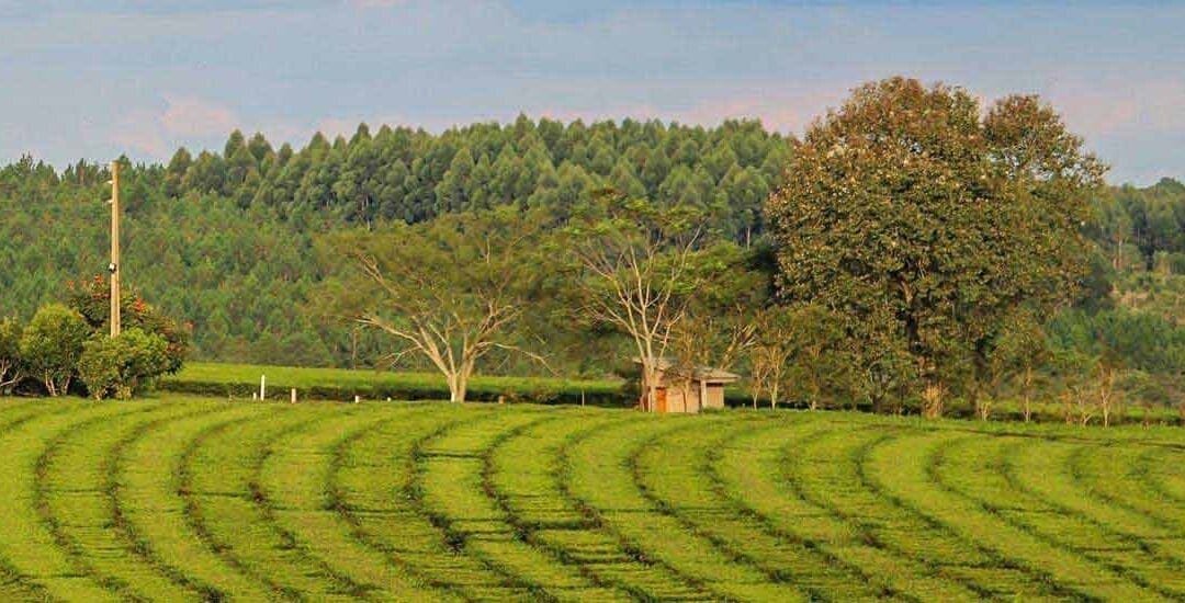 “Es una tormenta perfecta”: Por el aumento exponencial de los rindes y la falta de compradores, los productores de Misiones descartan miles de kilos de té