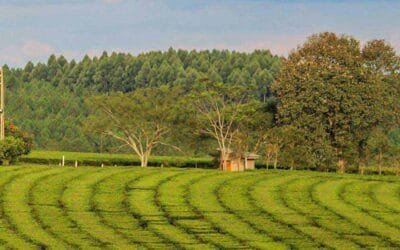 “Es una tormenta perfecta”: Por el aumento exponencial de los rindes y la falta de compradores, los productores de Misiones descartan miles de kilos de té