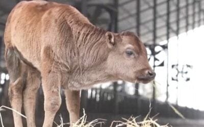 Medio oficial chino confirmó la “primera exitosa clonación de razas vacunas”.