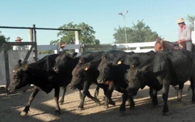 Firmeza de la reposición, con Pedro Clavijo Negocios Rurales en El Soldado.