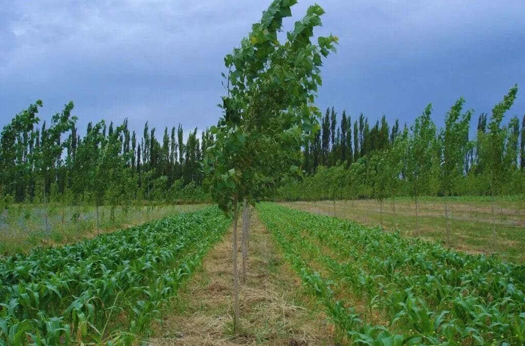 La forestación integrada a la ganadería y a la agricultura.