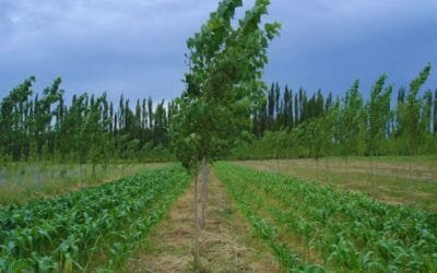 La forestación integrada a la ganadería y a la agricultura.