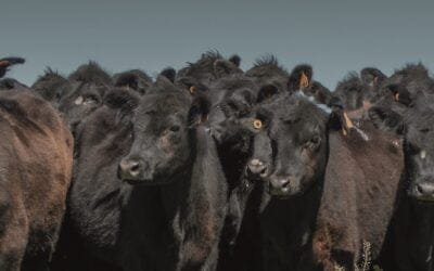 El jueves y viernes, Plaza Rural con Especial Angus rematará importante oferta.