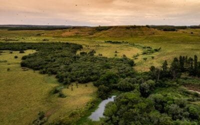 Lumin completó la venta de 2,2 millones de créditos de carbono a Climate Impact Partners.