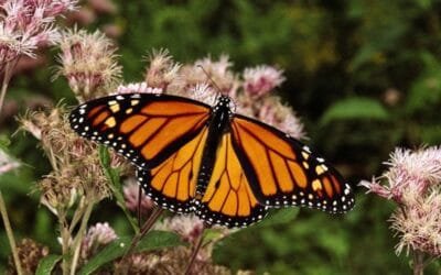 Mariposa Monarca reduce su traslado a México y el Gobierno toma medidas para su protección.