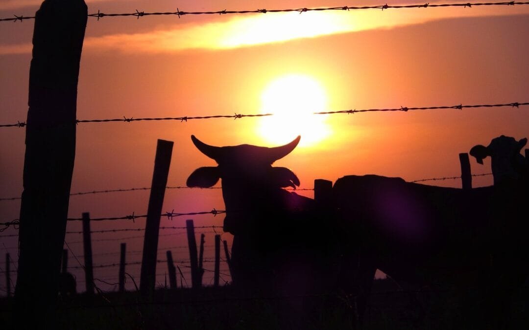 La Unidad GRAS del INIA prevé estrés calórico para los vacunos de leche.