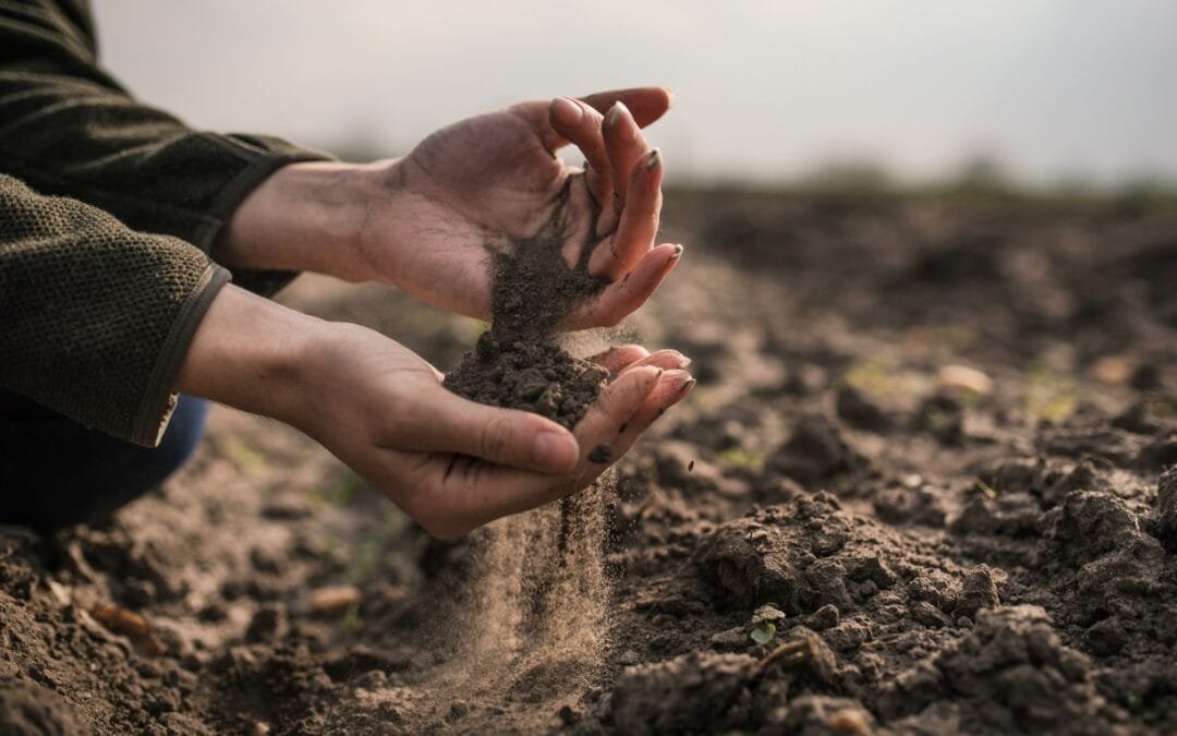 Exoneraciones por inversiones automáticas en el sector agropecuario.