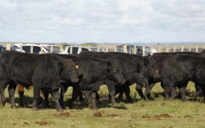 Con una novedad financiera, hoy Plaza Rural rematará 4.814 Angus.