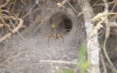 Facultad de Ciencias descubre nuevas especies de arañas en los Esteros y Algarrobales de UPM.
