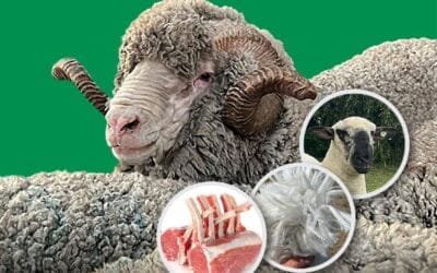 Está a la venta la premiada genética de Santa Catalina de Douglas Cortela.