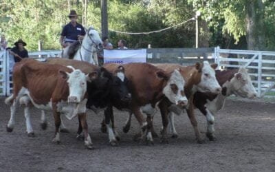 Las lluvias refrescaron el mercado en el Campanero, con Leonardo Ruglio Bachino.