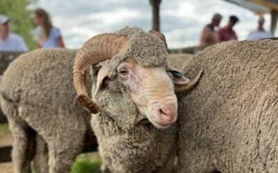 Ventas totales de cabañas El Arazá y Petra.