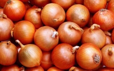 Ingresan las primeras partidas de cebolla temprana nacional