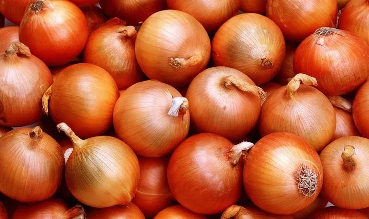 La Unidad Agroalimentaria (UAM) recibió las primeras cebollas de Salto.