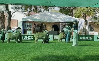 Participación de ovinos en Expo Durazno.