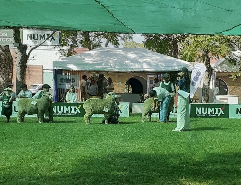 Participación de ovinos en Expo Durazno. - Todo El Campo
