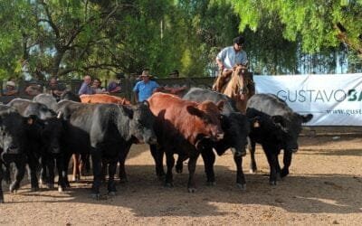 Gustavo Basso en Cuchilla de Silvera: agilidad, buenos valores y colocaciones totales.