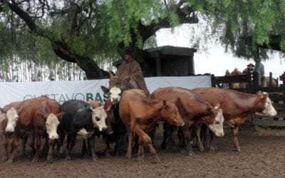 Gustavo Basso Negocios Rurales, tuvo agilidad y buenos valores en Cuchilla de Silvera.