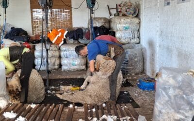 Tercera baja consecutiva del precio de la lana en Australia.