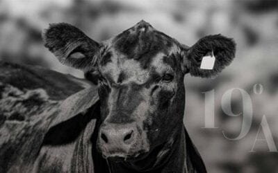 El primero de marzo llega la 19ª edición de Gala Angus, en Punta del Este.