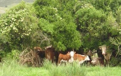 “Alerta” y “emergencia”, la advertencia por estrés calórico para el ganado de carne.