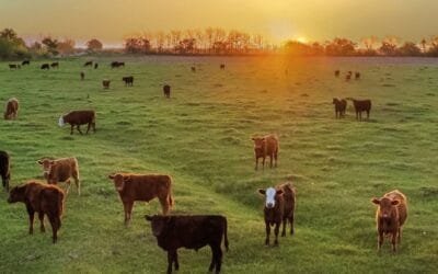 Hoy remata Lote 21, 10.000 vacunos y 1.800 ovinos.