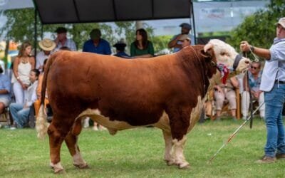Los ganadores vacunos en la Expo Durazno.