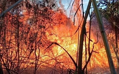 Comienza una semana de alto riesgo de incendios de campo y forestales.