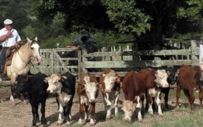 Manuel F. Porta en La Querencia mostró una pista ajustada al momento.