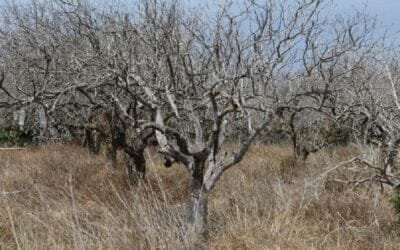 Productores deberán erradicar montes frutales en abandono.