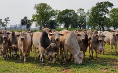 Paraguay. Exportación de carne de vacuno en enero fue por US$ 106 millones.