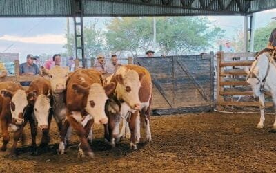 Con Ricardo Bachino Grosso, el local Ortiz mostró un mercado algo más calmo.