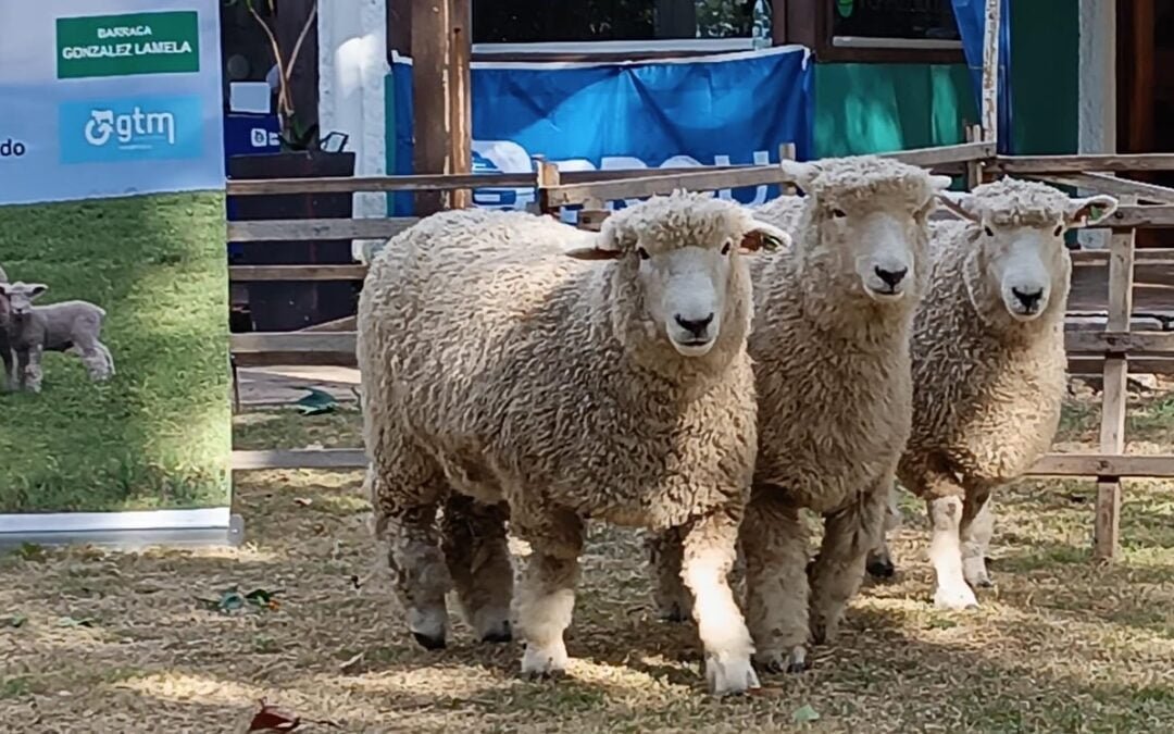 En Expo Melo se vendieron 45 carneros de 8 razas