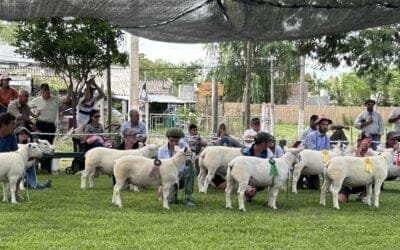 Ejemplares ganadores en la 6ª Expo Ovina de la ARSJ.