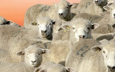 Hoy Valdez remata el ofertón de El Piramidal de Gambetta.