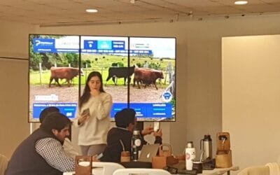 El jueves Pantalla Uruguay rematará 6.904 vacunos.