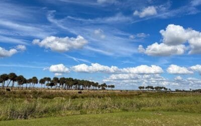 Estudio ofrece información crítica para fomentar la agricultura sostenible, proteger los pastizales y humedales.
