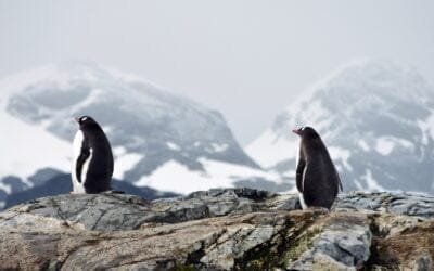 Confirman gripe aviar en la Antártida.